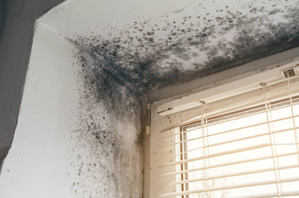 Affordable Basement Mold Removal solutions in Millington, NJ