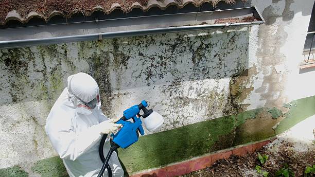 Top rated local Basement Mold Removal specialists in Millington, NJ